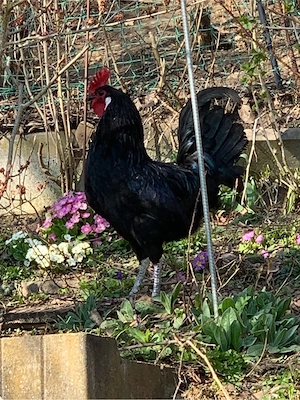 Augsburger Huhn Hahn 2025