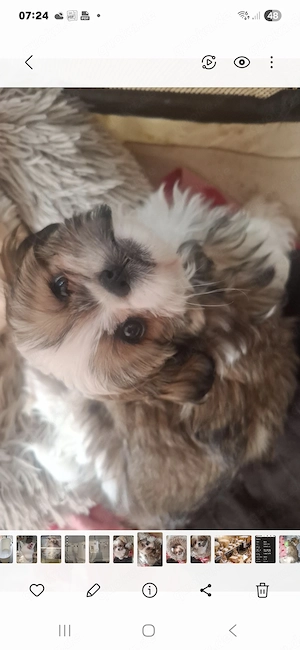 Shitzu Malteser Welpin