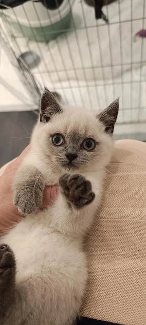 BKH Blue Point Kitten (weiblich)