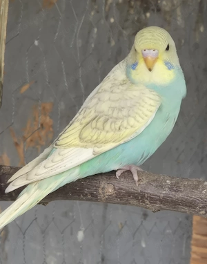 nestjunge Wellensittiche rainbow 