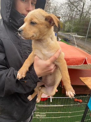  Vargánya, zzt. in Ungarn, bin eine zuckersüße kleine Maus