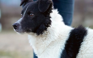 Bringst du das Glück zu Tyson?