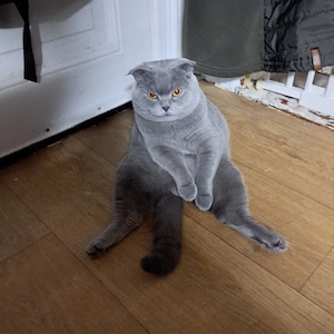 Ganz lieber und Hübscher BKH Kater 