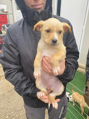  Vackor, zzt. in Ungarn, bin eine zuckersüße kleine Maus