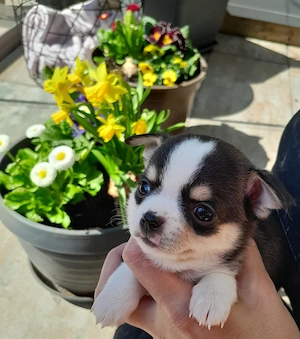 Wunderschöne Chihuahua Welpen in KH