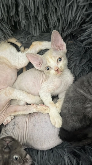 Wunderschöne Devon Rex Kitten suchen liebevolles Zuhause. Kein Liebhaberpreis!  