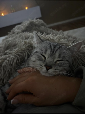 Liebevolle British-Kurzhaar-Mix Wohnungskatze sucht neues Zuhause 