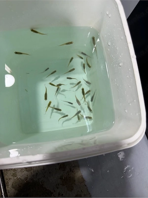 20x Medaka NZ für 45,-FP. 