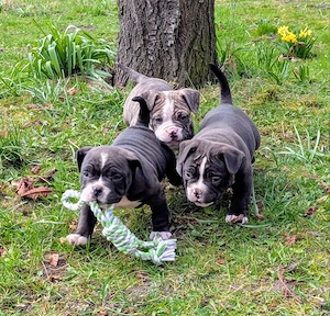 American Pocket Bully Welpen 