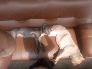 exotic Bulldogge weibchen 