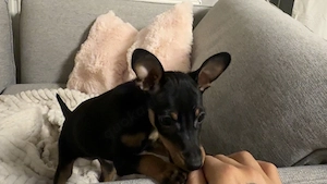 Zwerg Pinscher 3 Monate jung reinrassig Weibchen 