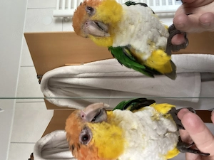 Rostkappenpapagei männlich. 30.12.2024, super zahm 