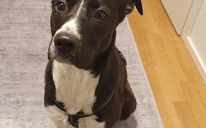 Cellie sucht ein ländliches Zuhause