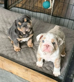 Süße Bulldoggenwelpen