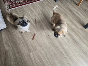 Nik und NIka sind  geboren  15.10 25  