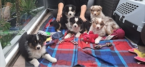 Unsere wunderschönen Australian Shepherd Welpen sind bereit für ihr neues Zuhause