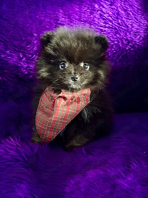 Zwergspitz Pomeranian Welpen 