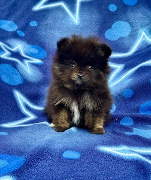 Zwergspitz Pomeranian Welpen 