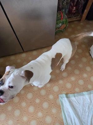 Boxermischling sucht ein neues zu Hause