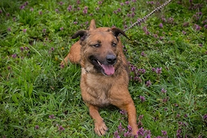 *GABI* - eine aufgeschlossene und fröhliche Hündin