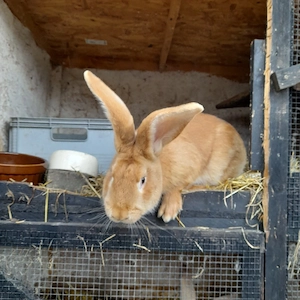 Riesenscheckemix Bock