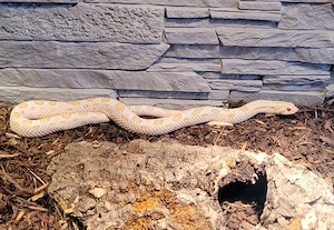 1.0 Arctic Albino Anakonda het Axanthic DNZ 23 Heterodon Tausch gegen ein passendes Weibchen möglich