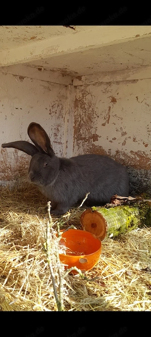 reinrassige Riesenschecke Bock in Blau