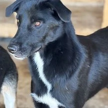 Beauty W ca. 49 cm   der Wunderbare