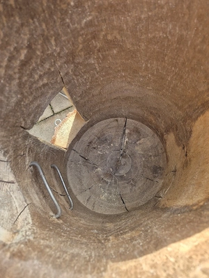 nisthöhle nistkasten  Niststamm  Bild 2