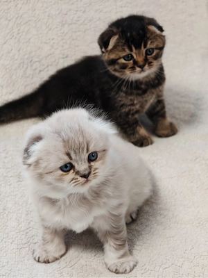 Reinrassige BKH Kitten