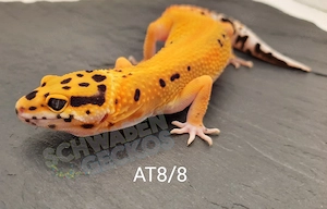 Leopardgecko Weibchen Afghan Tangerine 