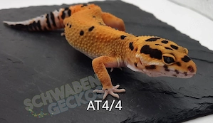 Leopardgecko Weibchen Afghan Tangerine 