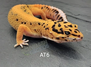 Leopardgecko Weibchen Afghan Tangerine 