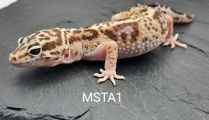 Leopardgecko Weibchen Mack Snow Tremper Albino 