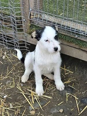 Wer schenkt Blackbeard ein Zuhause?