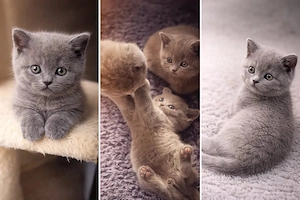 Zwei blaue BKH-Mädchen suchen noch ihr großes Glück!