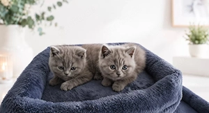 Zwei blaue BKH-Mädchen suchen noch ihr großes Glück!