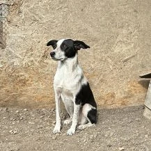 Zelda K ca. 47 cm   die zarte Elfe