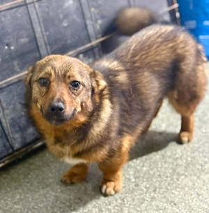 Zuckersüße Roya möchte dein Herz erobern