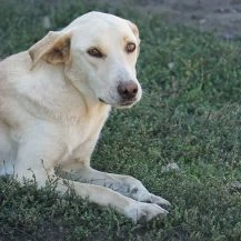 Paul S ca. 55 cm   eine liebe Seele