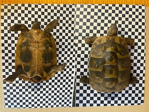 Griechische Landschildkröten abzugeben.