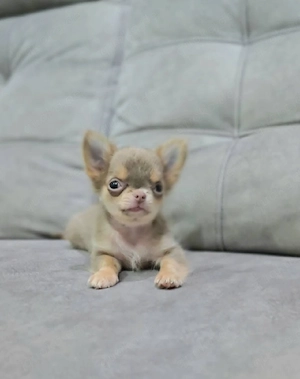 Reinrassige Chihuahua-Welpen.