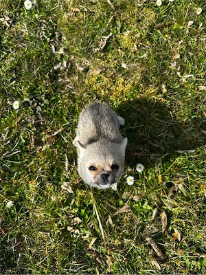 Pomchi- Welpe darf ausziehen