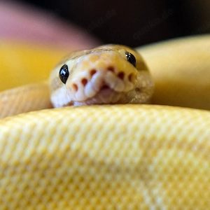 Suche Weibliche Königspython