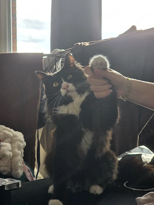 Kleiner Kater zu verkaufen Ragdoll Mischling