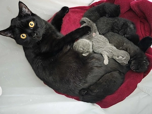 Zucker süße BKH Kitten 