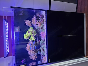 Meereswasser aquarium Red Sea 250 l. Mit Besatz 