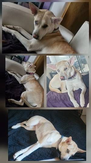 "Für-IMMER-Zuhause" gesucht!!