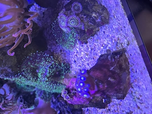 Korallen- Sarkaphyton, Zoanthys, Anemone,  Scheibenanemone 