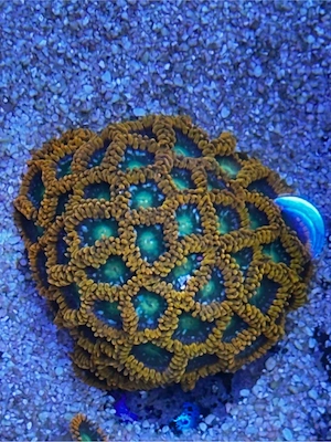 zoanthus Gatorade meerwasser Koralle